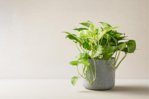 Why Is My Pothos Not Growing Much?