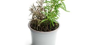 Why Is My Rosemary Drying Out?