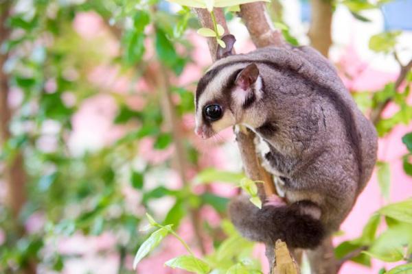 What Is a Flying Mammal? - Types and Examples - Why is the ability to fly so rare in mammals?