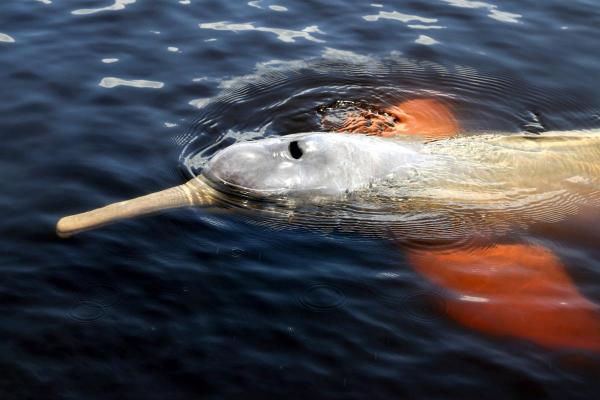 Are Amazon Pink Dolphins in Danger? - Why is the Amazon pink dolphin in danger of extinction?