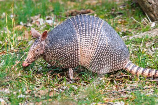 Why Are Giant Armadillos Endangered? - Why is the giant armadillo going extinct?