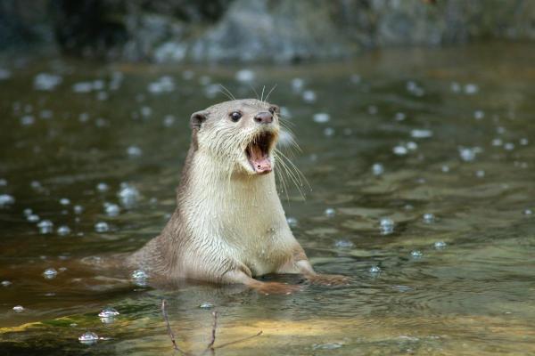 World Otter Day - When Is It and Why Celebrate? - Why is World Otter Day celebrated?