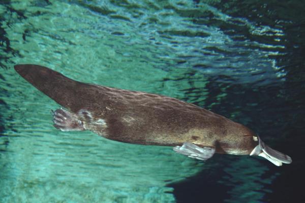 Is the Platypus a Mammal or a Bird? - Why the platypus is a mammal?