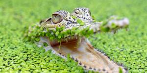 Why the Saltwater Crocodile is the Ultimate Apex Predator