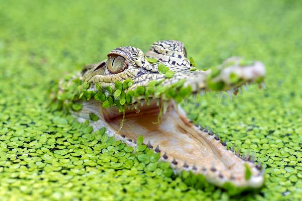 Why the Saltwater Crocodile is the Ultimate Apex Predator