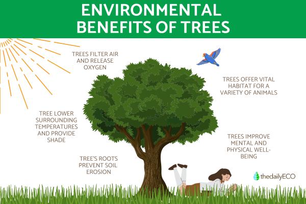 Why Trees Are Essential