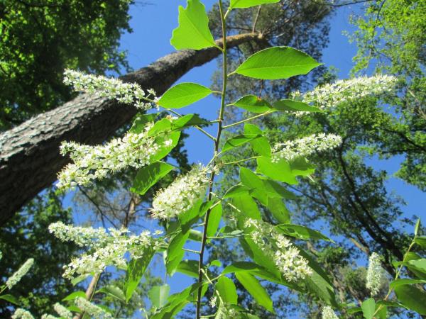 Types of Cherry Trees - Cherry Tree Varieties - Wild black cherry (Prunus serotina)