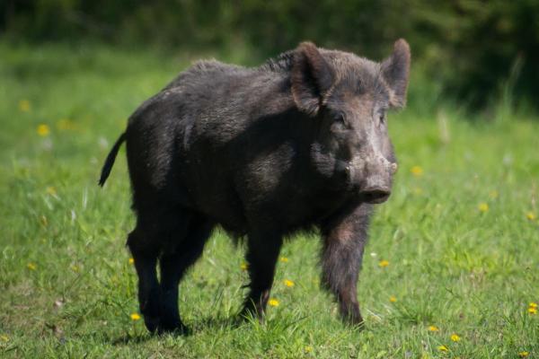 Different Types of Wild Pigs - Wild boar