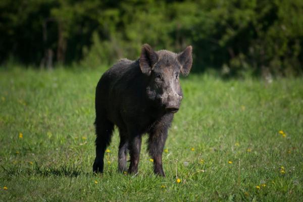 Different Types of Swine Species - Wild boar (Sus scrofa)