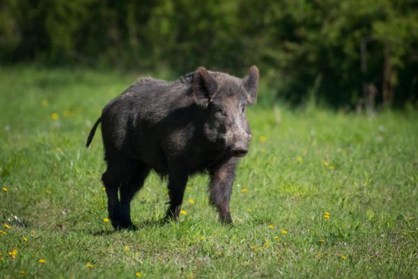 Most Dangerous Animals in Spain - Wild boar (Sus scrofa)