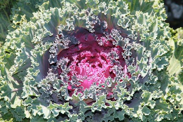 Annual Flowering Plants Definition - Wild cabbage (Brassica oleracea)