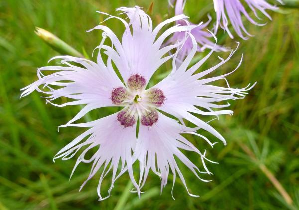 Types of Carnations - Dianthus Plant Species - Wild carnation (Dianthus broteri)