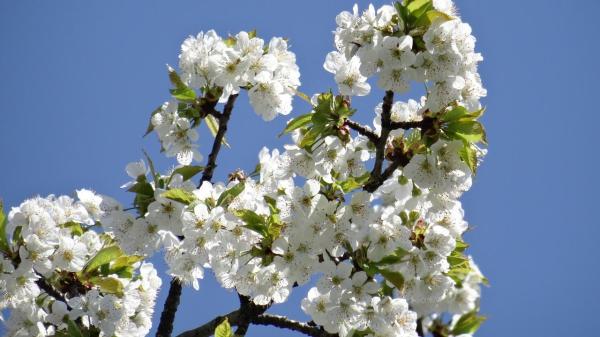 Types of Cherry Trees - Cherry Tree Varieties - Wild cherry (Prunus avium)
