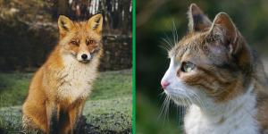Will a Fox Kill and Eat a Cat?