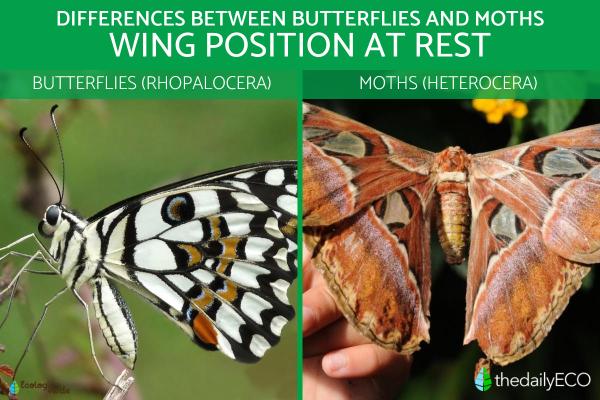 Differences Between Butterflies and Moths - Wing position at rest