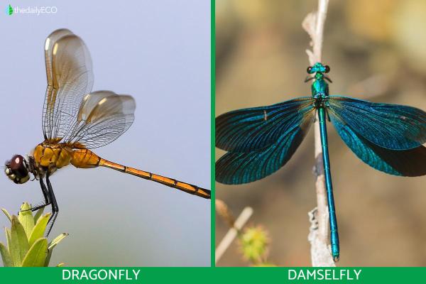 Difference Between a Damselfly and Dragonfly - Wings