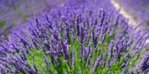 Winter Outdoor Plants for Pots