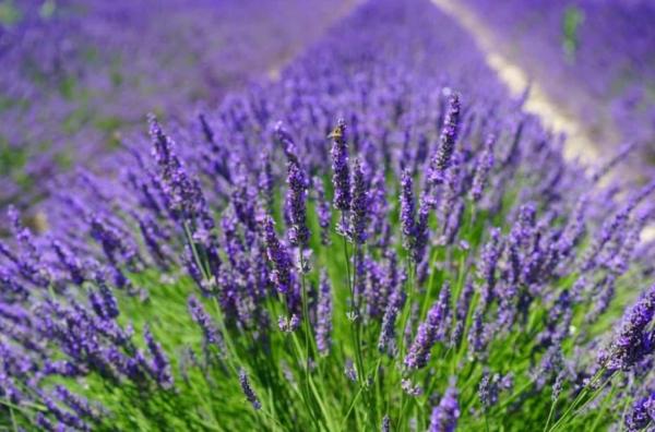 Winter Outdoor Plants for Pots