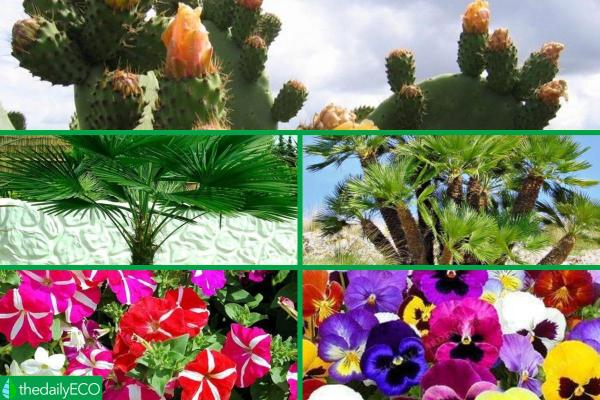 Winter Outdoor Plants for Pots -