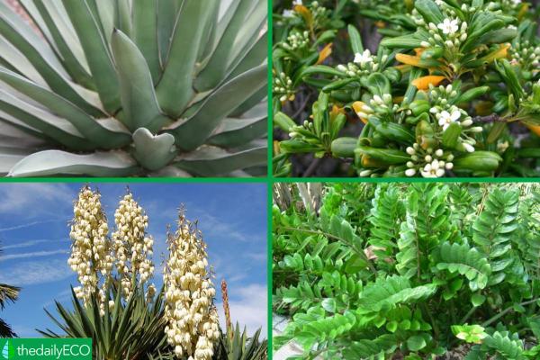 Winter Outdoor Plants for Pots -