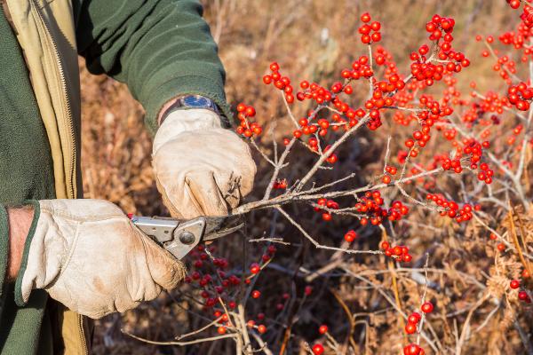 Best Shrubs to Plant in Fall - Winterberry (Ilex verticillata)