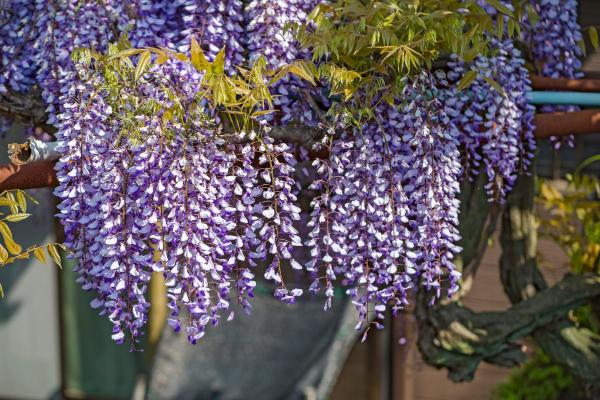 What Are the Best Climbing Plants for Outdoor Spaces? - Wisteria (Wisteria sinensis)