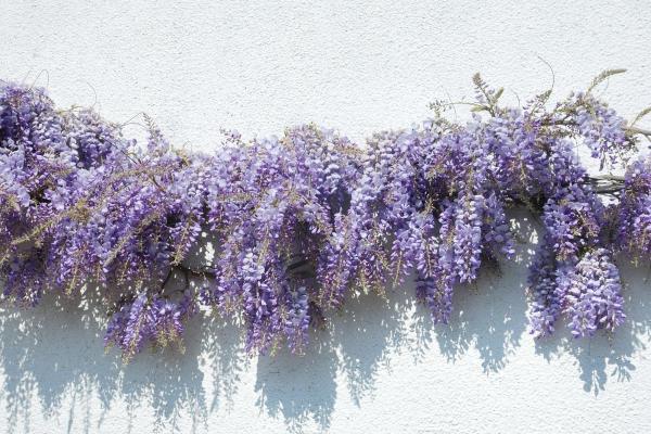 Best Climbing Plants with Flowers - Wisteria (Wisteria spp.)