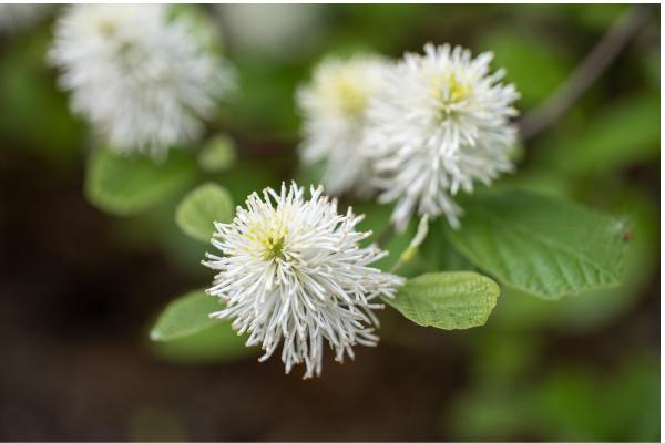 Best Shrubs to Plant in Fall - Witch-alder (Fothergilla)