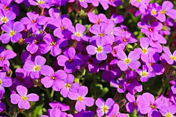 Purple Flowering Plants for Your Home or Garden - Wood Forget-me-not