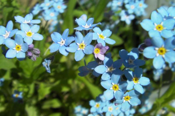 Flowers in Season in March - Wood forget-me-not (Myosotis sylvatica)