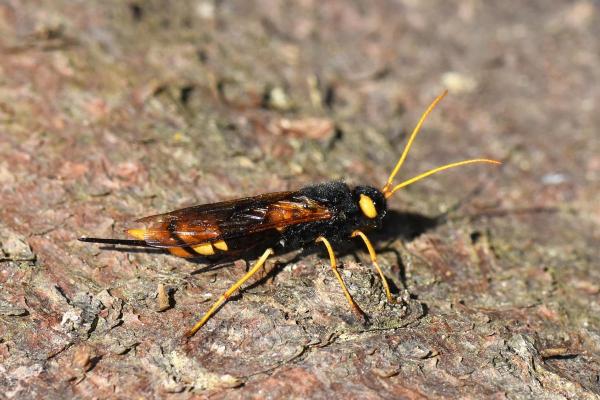 Types of Wasps and Hornets in Spain - Wood wasp (Urocerus spp)