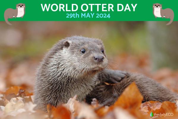 World Otter Day - When Is It and Why Celebrate?