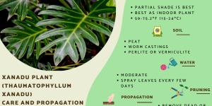 Xanadu Plant Care and Propagation