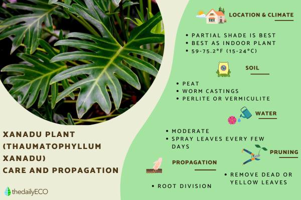 Xanadu Plant Care and Propagation