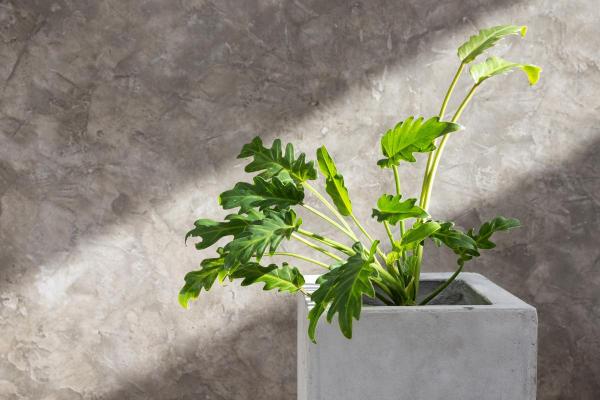 Xanadu Plant Care and Propagation - Xanadu plant propagation