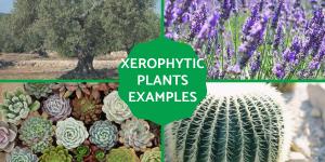 Xerophytes - Definition, Types and Examples