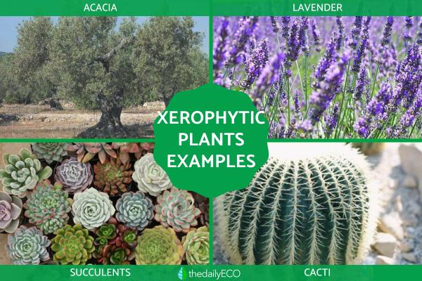 Xerophytes - Definition, Types and Examples