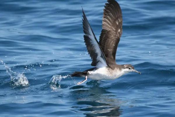 Types of Mediterranean Seabirds - Yelkouan shearwater