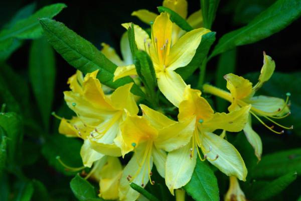 Aazlea Bush Types - Different Kinds of Azaleas - Yellow azalea