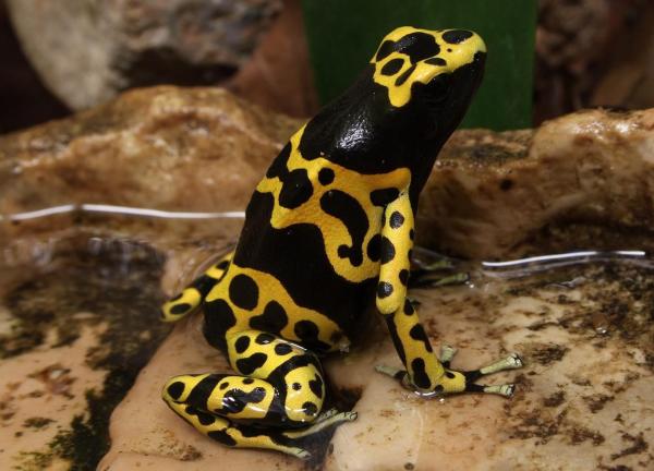Types of Poisonous Frog Species - Yellow-banded poison dart frog (Dendrobates leucomelas)