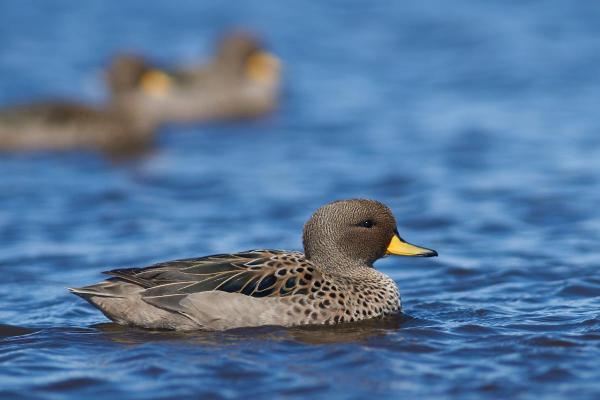 Different Types of Ducks - Yellow-billed Teal (Anas flavirostris)
