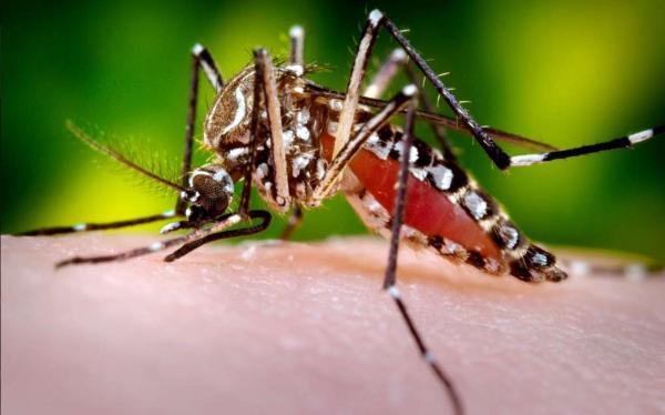 Different Types of Mosquitoes - Mosquito Species - Yellow fever mosquito (Aedes aegypti)