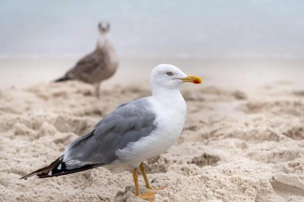 Types of Mediterranean Seabirds - Yellow-legged gull