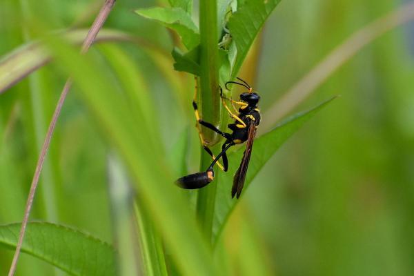 Types of Wasps and Hornets in Spain - Yellow-legged mud-dauber wasp (Sceliphron caementarium)