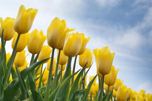 Tulip Color Meanings - Symbolism of Tulips - Yellow tulip