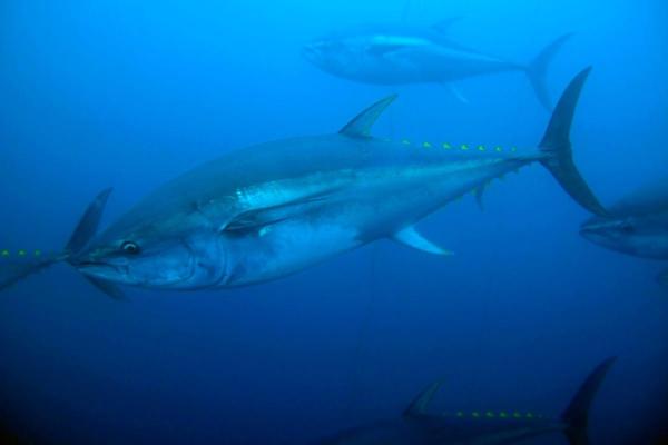 What Is a Pelagic Fish? - Yellowfin tuna