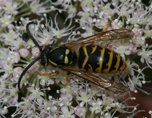 Types of Wasps and Hornets in Spain - Yellowjackets (Dolichovespula spp)