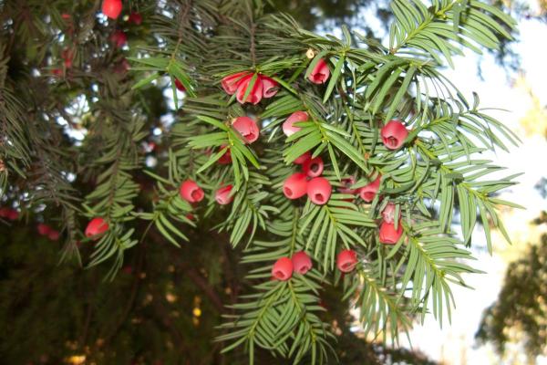Types of Poisonous Trees - Toxic Trees to Humans - Yew (Taxus baccata)