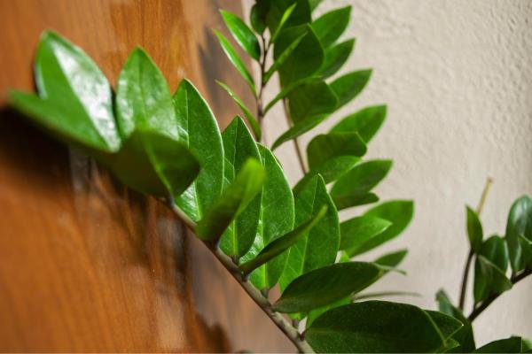 Best Plants for Dark Rooms - Zanzibar gem (Zamioculcas spp.)
