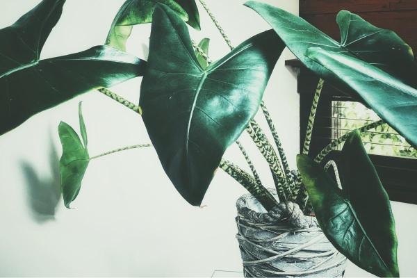 Heart-Shaped Leaf Plants - Zebra plant (Alocasia zebrina)